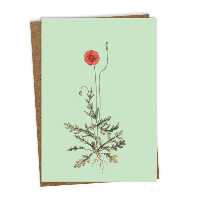 Die 30x40 - #1 [Mohnblume] Grußkarte von 30x40 zeigt eine rote Mohnblume mit grünen Blättern und Wurzeln auf hellgrünem Grund, innen blanko, in Deutschland gedruckt und mit einem braunen Umschlag aus Recyclingpapier versehen.