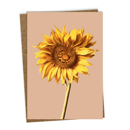 Die 30x40 - Sonnenblumen Leporello Grußkarte von 30x40 zeigt eine realistische Sonnenblume, kommt mit braunem Umschlag und wird in Deutschland auf hochwertigem Recyclingpapier gedruckt.