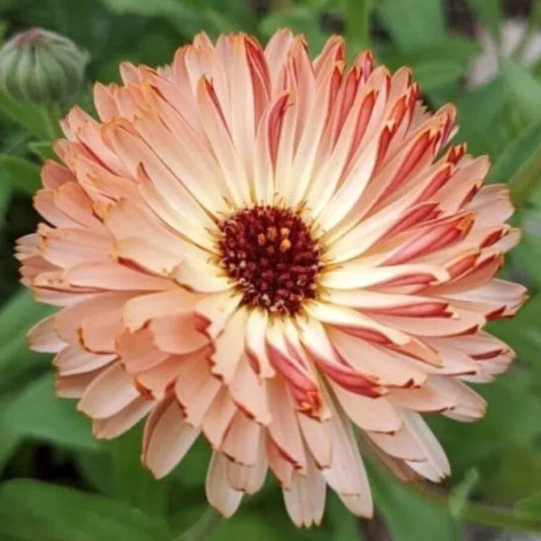 Eine Nahaufnahme von Jora Dahl | Urban Cut Flowers by Jora Dahl, mit Ringelblumenblüten mit pfirsichfarbenen, rot gefärbten Blütenblättern und einer dunklen Mitte - ideal für jeden Balkon Garten oder jede Schnittblumenkollektion, eingebettet in üppiges grünes Laub.