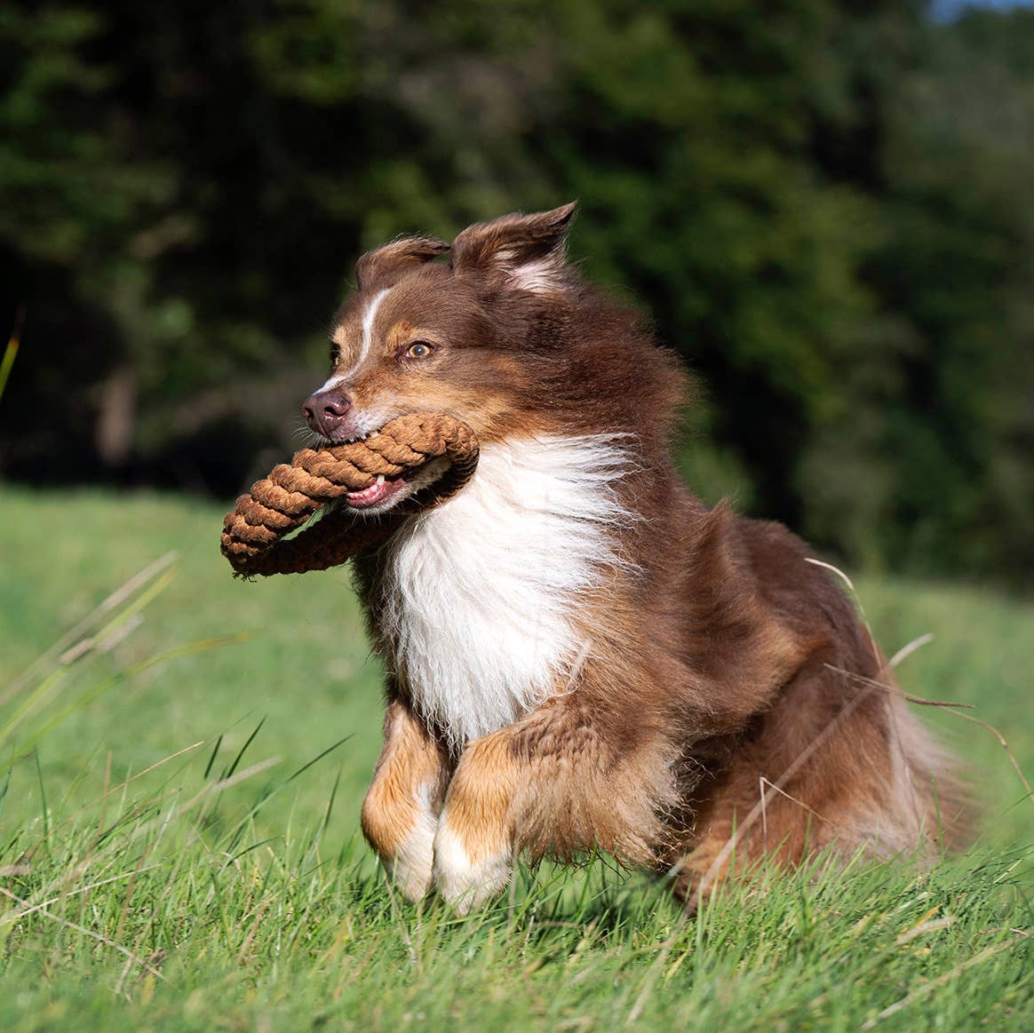 Ein braun-weißer Hund läuft mit dem LABONI - Volentis GmbH - Britta Brezel Hundespielzeug im Maul durch eine Wiese, die Ohren flattern und das Fell weht im Wind.
