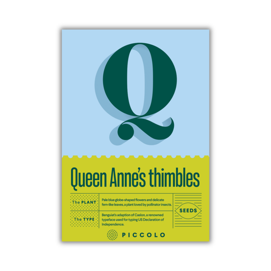 Eine Packung von Piccolo Seeds mit der Aufschrift „Q – Die Fingerhut von Königin Anne“ zeigt ein großes grünes Q auf blauem Grund, mit Gilia capitata und Details darunter, die auf die hellblauen Blüten hinweisen. Das Logo von Piccolo Seeds ist unten abgebildet.