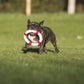 Eine kleine gestromte Französische Bulldogge rennt auf einer Wiese mit einem rot-weißen LABONI Rita Rettungsring Spielzeug im Maul, perfekt für die Zahnpflege des Hundes, mit einem verschwommenen grünen Hintergrund und einem Zaun in der Ferne.