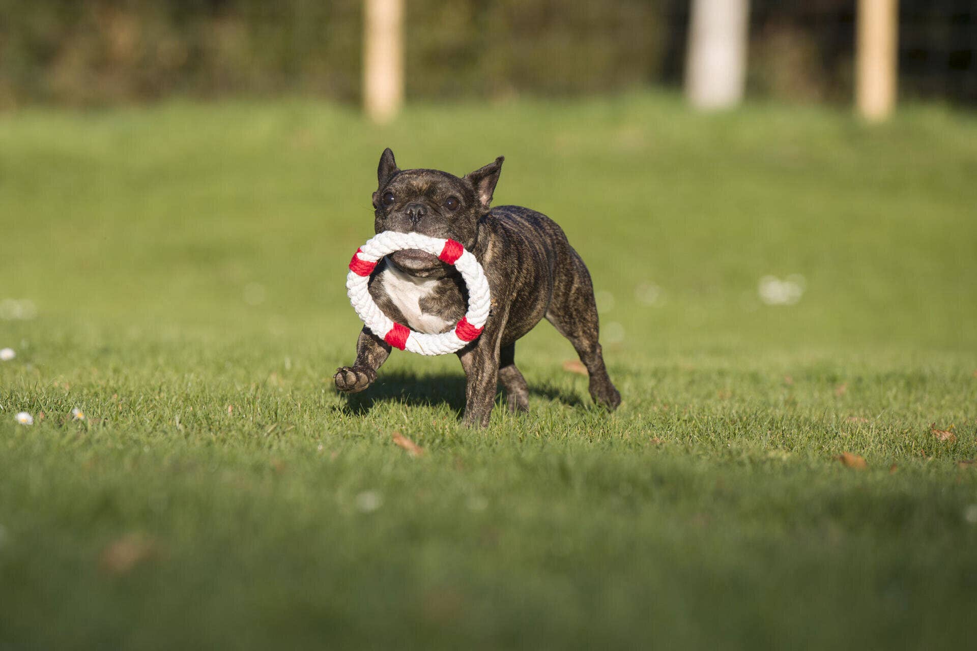 Eine kleine gestromte Französische Bulldogge rennt auf einer Wiese mit einem rot-weißen LABONI Rita Rettungsring Spielzeug im Maul, perfekt für die Zahnpflege des Hundes, mit einem verschwommenen grünen Hintergrund und einem Zaun in der Ferne.