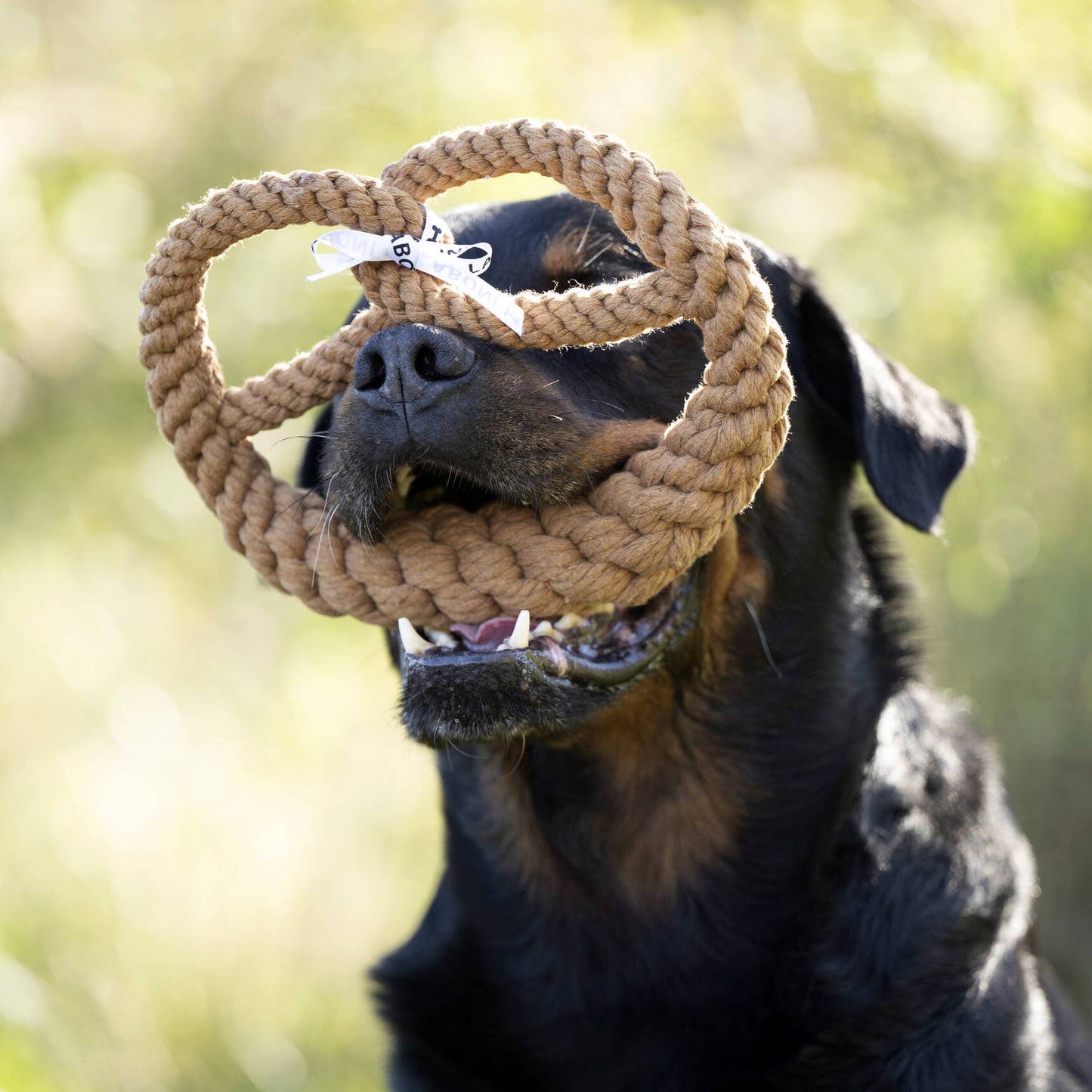 Ein schwarz-brauner Hund sitzt im Freien und hat die LABONI - Volentis GmbH - Britta Brezel, ein geflochtenes Baumwollspielzeug in Form einer Brezel, an der Nase hängen - ideal für das Zahnputzspiel.