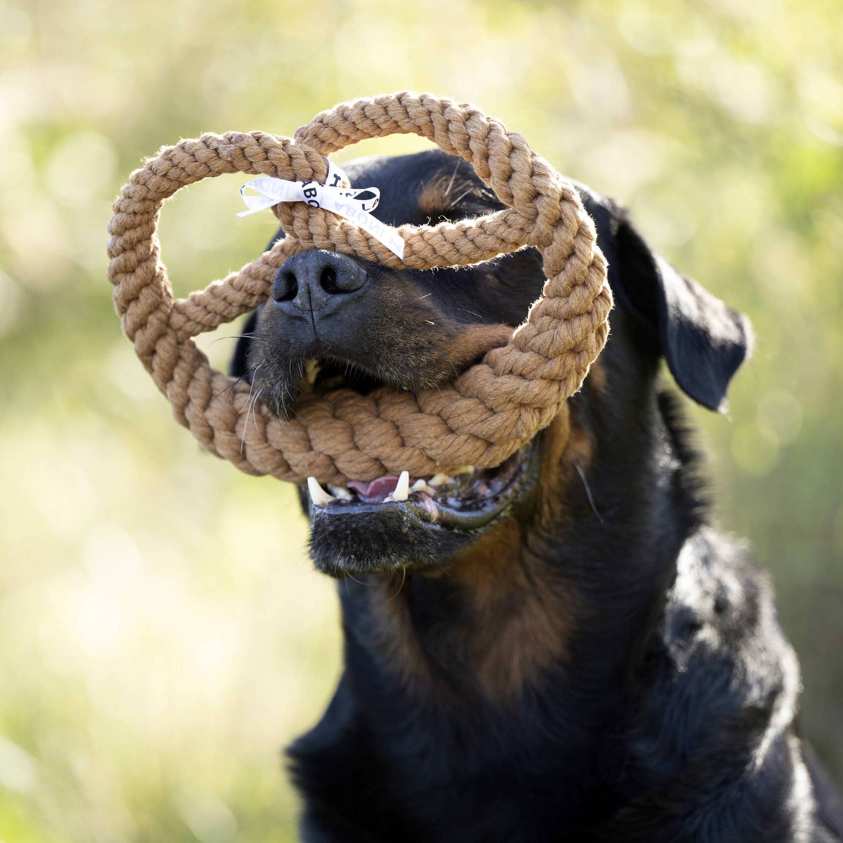 Ein schwarz-brauner Hund sitzt im Freien und hat die LABONI - Volentis GmbH - Britta Brezel, ein geflochtenes Baumwollspielzeug in Form einer Brezel, an der Nase hängen - ideal für das Zahnputzspiel.
