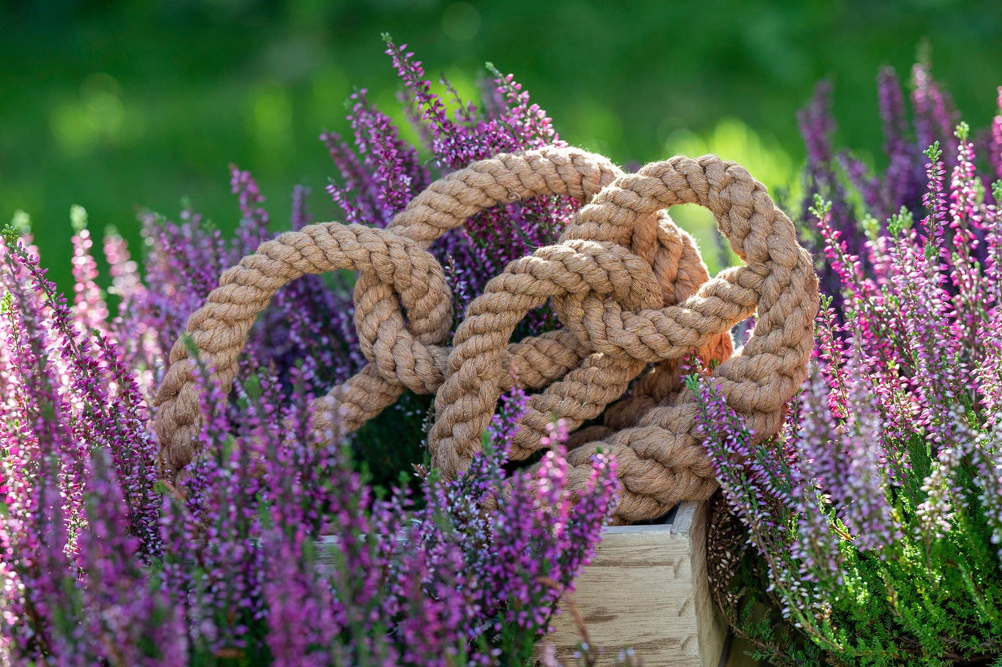 Das Hundespielzeug "Britta Brezel" von LABONI - Volentis GmbH aus dicker, tanfarbener Baumwolle mit zahnreinigender Wirkung liegt kunstvoll geknotet auf einer Holzkiste zwischen lila-pinken Heideblüten im sonnigen Garten.