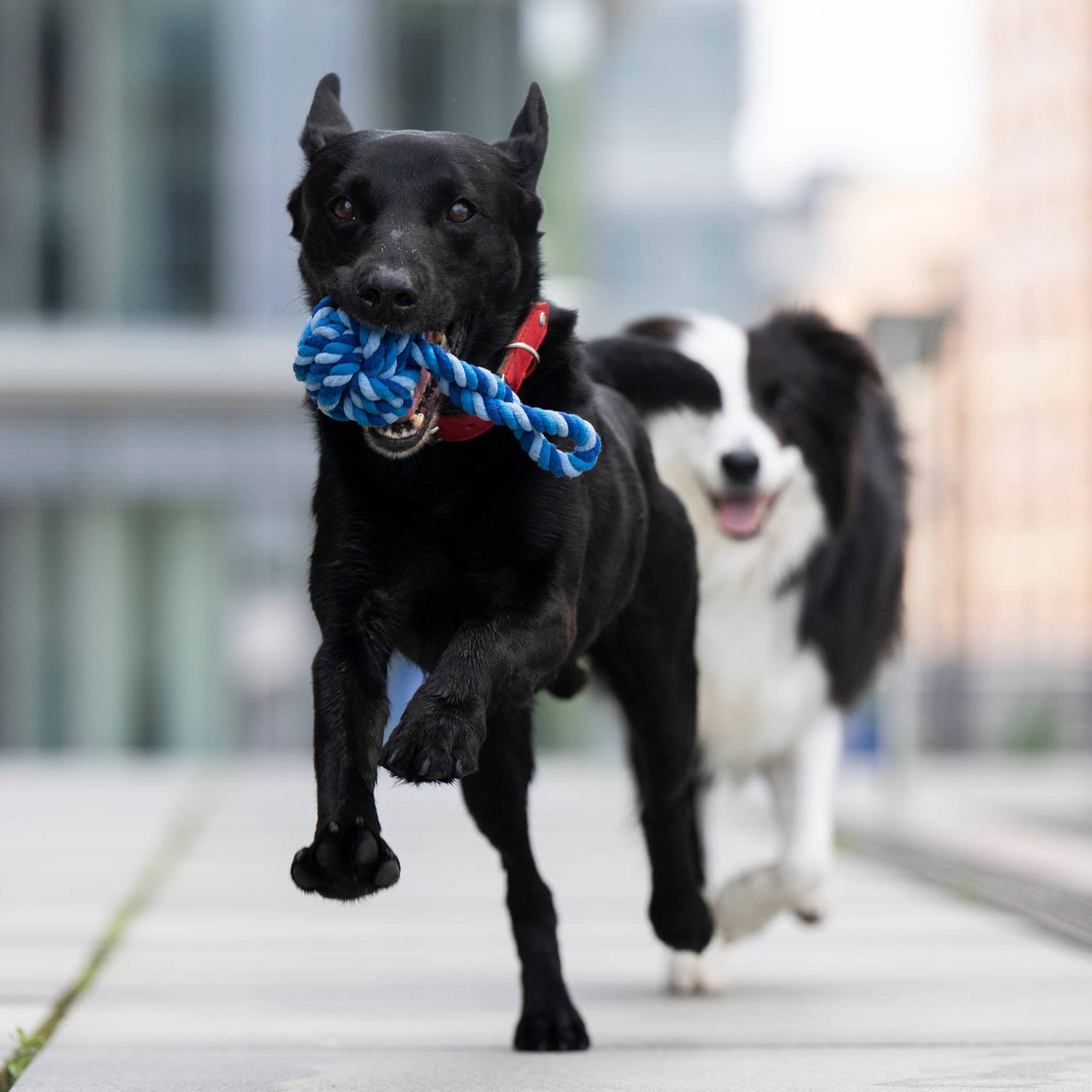 Ein schwarzer Hund mit rotem Halsband läuft mit einem blauen LABONI Maxi Schleuderball auf die Kamera zu, während ein weiß-schwarzer Hund auf einem städtischen Gehweg folgt. Der Maxi Schleuderball von LABONI ist ideal für die Zahnpflege Hund bei spielerischen Spaziergängen.