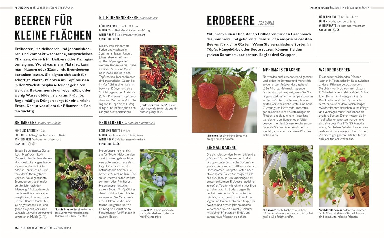 Das Magazin "Kleine Gärten optimal gestaltet" aus dem DK Verlag präsentiert Pflegetipps und anschauliche Fotos von Erdbeer-, Himbeer- und Johannisbeerpflanzen - ideal für den kleinen Garten, Stadtgarten oder Balkon.