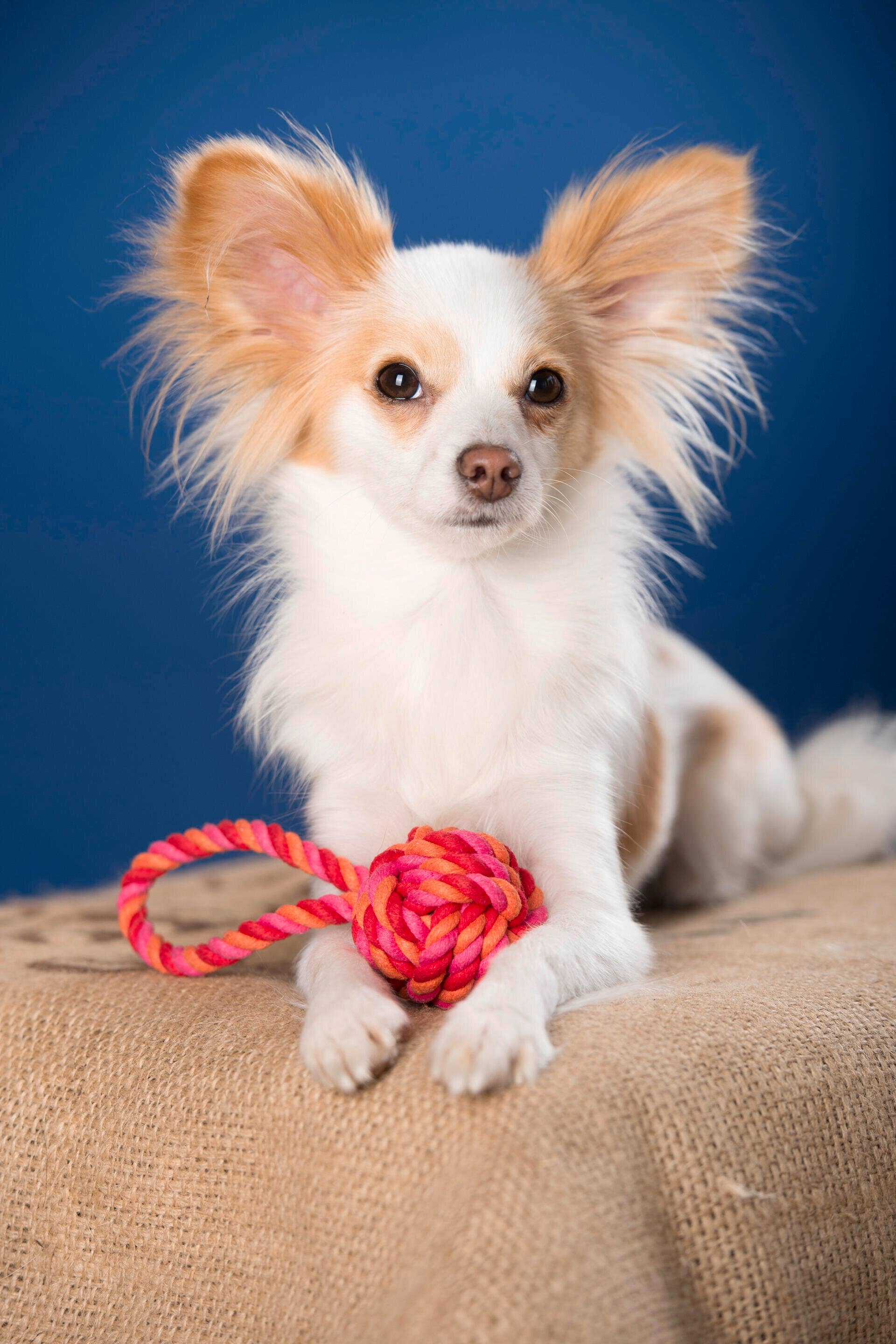 Ein kleiner, langhaariger Hund mit hellbraunem und weißem Fell liegt auf einer Sackleinenunterlage und hält das Hundespielzeug LABONI - Volentis GmbH - Mini Schleuderball in der Hand, dahinter ein blauer Hintergrund.