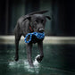 Ein schwarzer Hund mit rotem Halsband läuft durch seichtes Wasser und hält einen blau-weißen Maxi-Schleuderball von LABONI im Maul - perfekt für Zahnpflege Hund.
