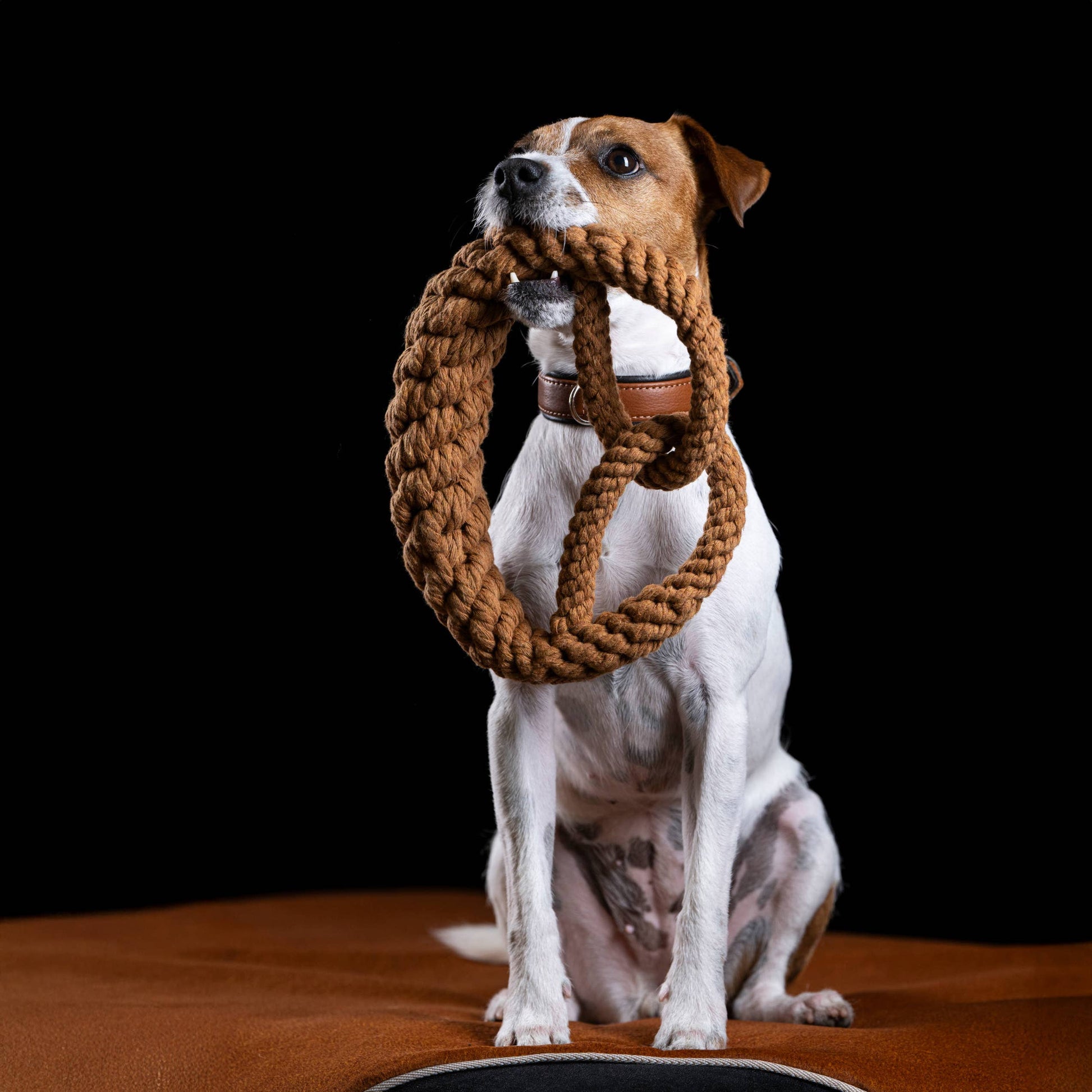 Ein kleiner braun-weißer Hund sitzt aufrecht auf einer braunen Fläche und hält das LABONI - Volentis GmbH Britta Brezel Hundespielzeug in seinem Maul vor einem schwarzen Hintergrund.