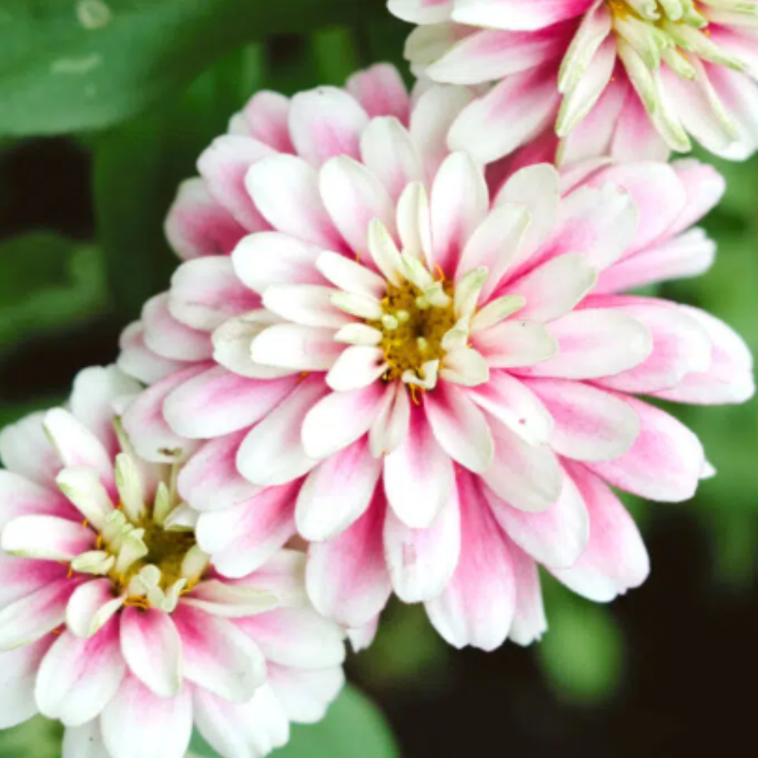 Nahaufnahme mehrerer rosafarbener und weißer Jora Dahl | Urban Cut Flowers von Jora Dahl mit gelber Mitte und üppigen grünen Blättern - ideale Blüten für jeden Balkon Garten. Die Blütenblätter gehen von Weiß an den Spitzen zu Rosa in der Mitte über.