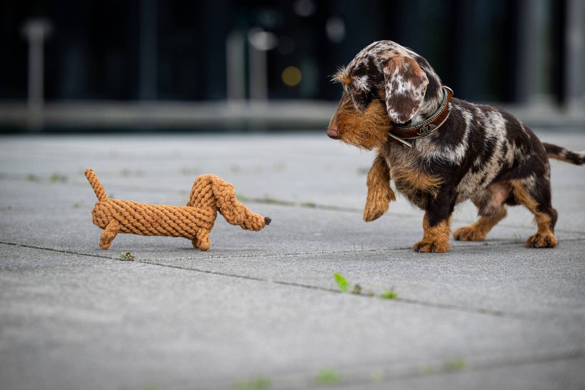 Ein gescheckter Dackel mit braunem Halsband nähert sich dem LABONI Diego Dackel, einem handgefertigten Baumwolle Kauspielzeug Hund in Form eines Dackels, beide auf grauem Pflaster mit grünen Grasbüscheln.