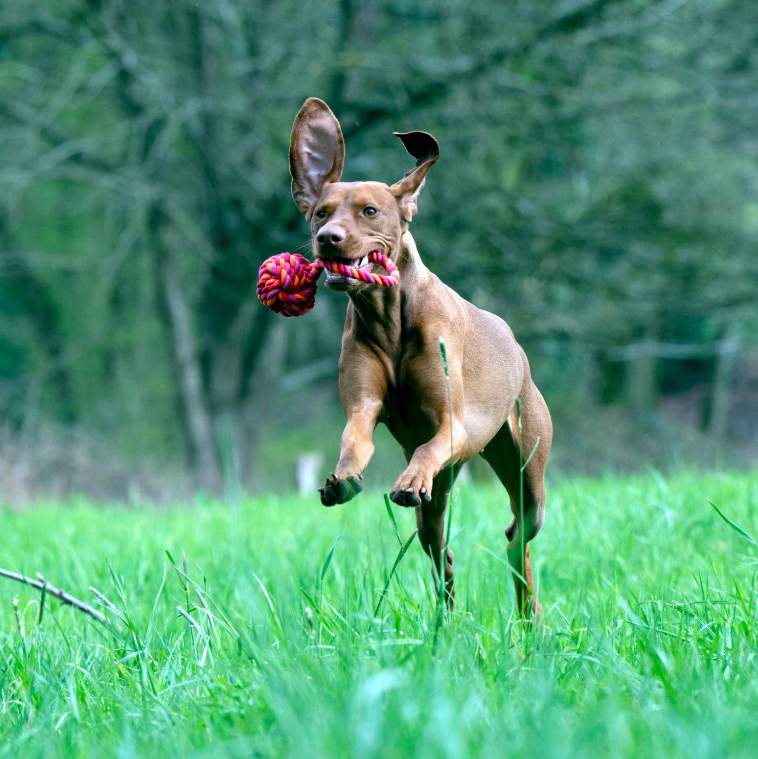 Ein brauner Hund mit einem aufgestellten Ohr läuft durch hohes grünes Gras und hält einen rot-rosa LABONI Maxi Schleuderball im Maul. Bäume mit grünem Laub sind im Hintergrund verschwommen.