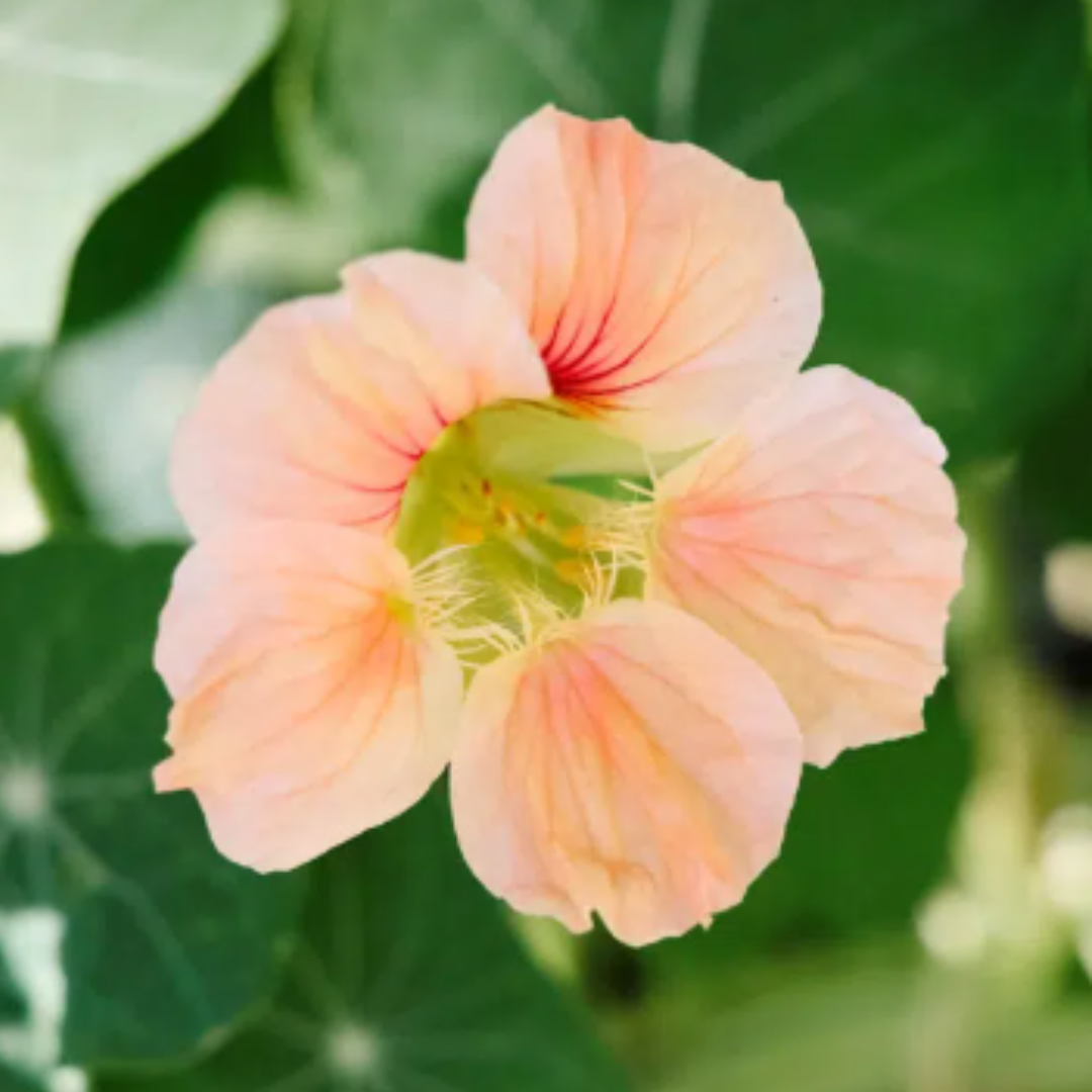 Eine Nahaufnahme einer pfirsichfarbenen Kapuzinerkresse mit roten Adern, umrahmt von grünen Blättern - eine atemberaubende Blüte von Jora Dahl | Urban Cut Flowers by Jora Dahl, perfekt für jede Schnittblumenkollektion oder als lebendiger Akzent in Ihrem Balkongarten.