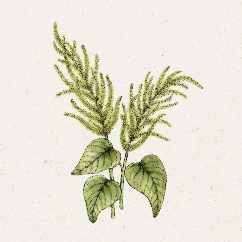 Jora Dahl | Amaranthus caudatus 'Green Cascade' (Fuchsschwanz), abgebildet mit zwei geäderten Blättern und hohen, federartigen grünen Blütenähren vor einem hellbeigen Hintergrund.