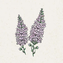 Lade das Bild in den Galerie-Viewer, Jora Dahl - Antirrhinum majus &#39;Summer Lavender&#39; (Löwenmäulchen)
