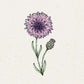 Eine zarte handgezeichnete Illustration von Jora Dahl | Centaurea 'Classic Magic' (Kornblume) von Jora Dahl, mit verschlungenen Lilien, weißen und schwarzen Blüten, grünen Blättern und einer geschlossenen Knospe auf strukturiertem, cremefarbenen Hintergrund.