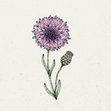 Lade das Bild in den Galerie-Viewer, Jora Dahl - Centaurea ‘Classic Magic’ (Kornblume)
