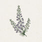 Eine zarte botanische Illustration von Jora Dahl | Delphinium consolida 'Fancy Smokey Eyes' (Rittersporn) mit zart violetten Blüten und schlanken Blättern auf einem strukturierten, cremefarbenen Hintergrund - ideal für Liebhaber von einjährigen Blumen und eleganten Schnittblumen-Arrangements.