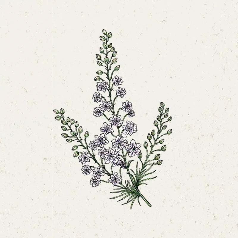 Eine zarte botanische Illustration von Jora Dahl | Delphinium consolida 'Fancy Smokey Eyes' (Rittersporn) mit zart violetten Blüten und schlanken Blättern auf einem strukturierten, cremefarbenen Hintergrund - ideal für Liebhaber von einjährigen Blumen und eleganten Schnittblumen-Arrangements.
