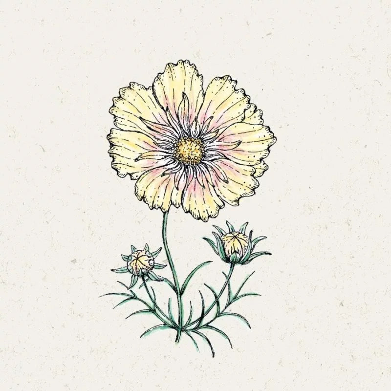 Eine handgezeichnete Illustration von Jora Dahl | Cosmos bipinnatus 'Xanthos' (Kosmee) von Jora Dahl zeigt eine blassgelbe Blüte mit rosa Akzenten, zwei Knospen und grünen Blättern - ideale einjährige Schnittblumen auf einem hellen, strukturierten Hintergrund.