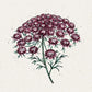 Eine botanische Illustration von Jora Dahl | Daucus carota 'Dara' (Wilde Möhre) von Jora Dahl mit zarten Stängeln, schlanken grünen Blättern und Büscheln kleiner runder violetter Blüten vor einem hellen, strukturierten Hintergrund.