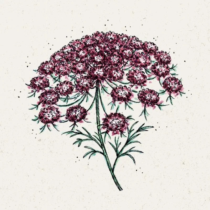 Eine botanische Illustration von Jora Dahl | Daucus carota 'Dara' (Wilde Möhre) von Jora Dahl mit zarten Stängeln, schlanken grünen Blättern und Büscheln kleiner runder violetter Blüten vor einem hellen, strukturierten Hintergrund.