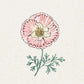 Eine zarte, handgezeichnete Illustration von Jora Dahl | Eschscholzia californica 'Thai Silk Appleblossom' (Goldmohn), eine einjährige, trockenheitsverträgliche Blume mit rosa gekräuselten Blütenblättern, gelber Mitte und feinen grünen Blättern auf einem strukturierten Hintergrund.