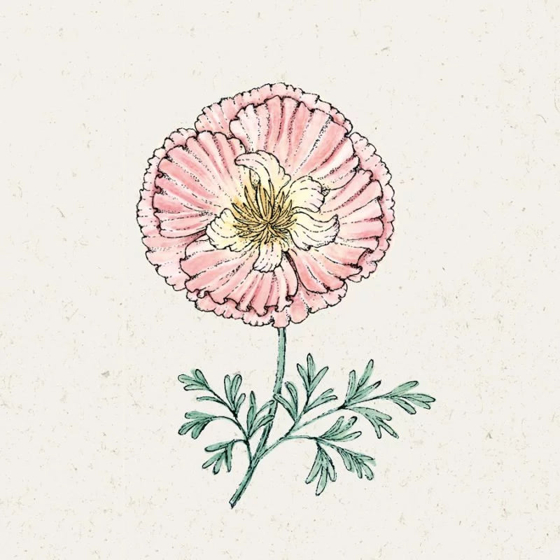 Eine zarte, handgezeichnete Illustration von Jora Dahl | Eschscholzia californica 'Thai Silk Appleblossom' (Goldmohn), eine einjährige, trockenheitsverträgliche Blume mit rosa gekräuselten Blütenblättern, gelber Mitte und feinen grünen Blättern auf einem strukturierten Hintergrund.