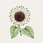Eine detaillierte Illustration von Jora Dahl | Helianthus debilis 'Vanilla Ice' (Sonnenblume) zeigt eine Sonnenblume mit einer großen braunen Mitte, cremefarbenen elfenbeinfarbenen Blütenblättern und zwei grünen Blättern auf einem hellen, strukturierten Hintergrund. Marke: Jora Dahl.