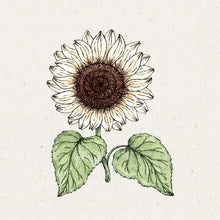 Lade das Bild in den Galerie-Viewer, Jora Dahl - Helianthus debilis &#39;Vanilla Ice&#39; (Sonnenblume)
