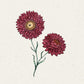 Eine handgezeichnete Illustration von Jora Dahl | Helichrysum bracteatum 'Scarlet' (Strohblume) von Jora Dahl, mit zwei scharlachroten Blüten mit gelben Zentren und grünen Stielen auf einem leicht gesprenkelten cremefarbenen Hintergrund.