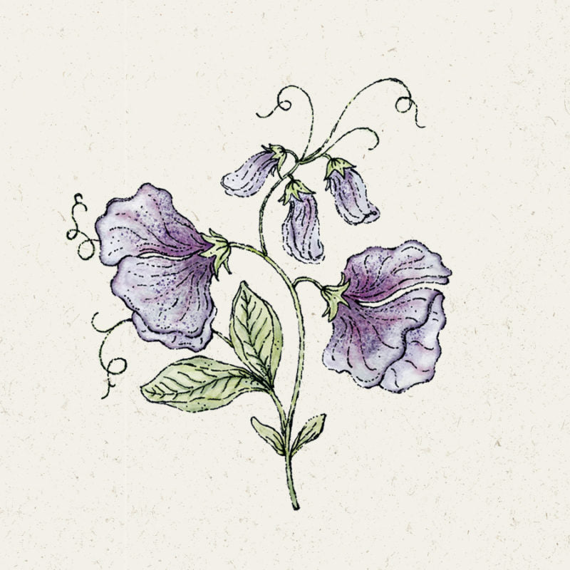 Zarte Illustration von Jora Dahl | Lathyrus odoratus 'Nimbus' (Duftwicke), mit zwei großen grau-violetten Blütenblättern, drei kleineren violetten Knospen, hellgrünen Blättern und sich kräuselnden Ranken auf einem strukturierten cremefarbenen Hintergrund.