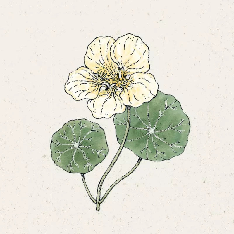 Eine zarte Illustration von Jora Dahl | Tropaeolum majus 'Milkmaid' (Kapuzinerkresse) mit blassgelben, gekräuselten Blütenblättern und zwei runden, grünen Blättern auf schlanken Stängeln hebt diese charmante Kletterpflanze von Jora Dahl hervor.