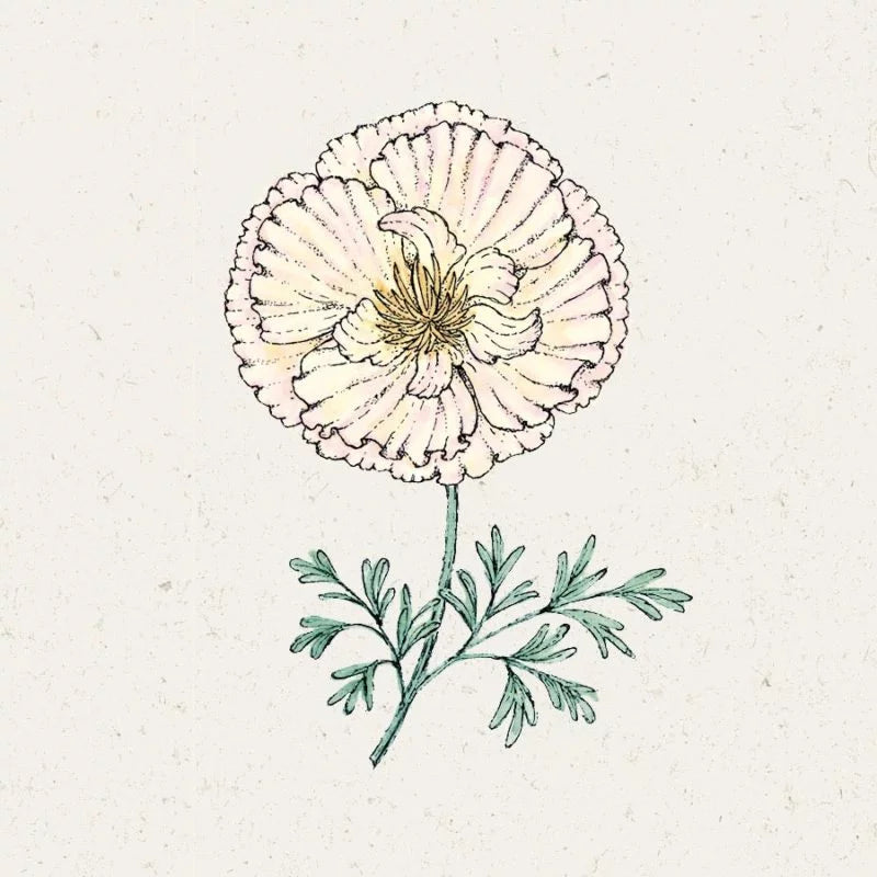 Eine zarte, handgezeichnete Illustration von Jora Dahl | Eschscholzia californica 'Thai Silk Pink Champagne' (Goldmohn), mit gekräuselten rosafarbenen Blütenblättern und grün gefiederten Blättern auf einem strukturierten cremefarbenen Hintergrund.