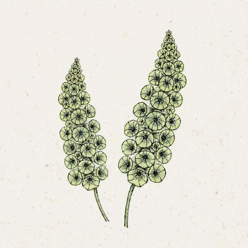 Illustration von zwei grünen, kegelförmigen Moluccella laevis (Muschelblume) Büscheln mit kleinen Blüten auf einzelnen Stielen von Jora Dahl; perfekte Inspiration für Ihren Schnittblumengarten.