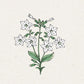 Eine minimale botanische Illustration von Jora Dahl | Nicotiana alata 'Grandiflora' (Ziertabak) von Jora Dahl, mit grünen Stängeln, Blättern und weißen sternförmigen Blüten auf einem hellen, einfarbigen Hintergrund.