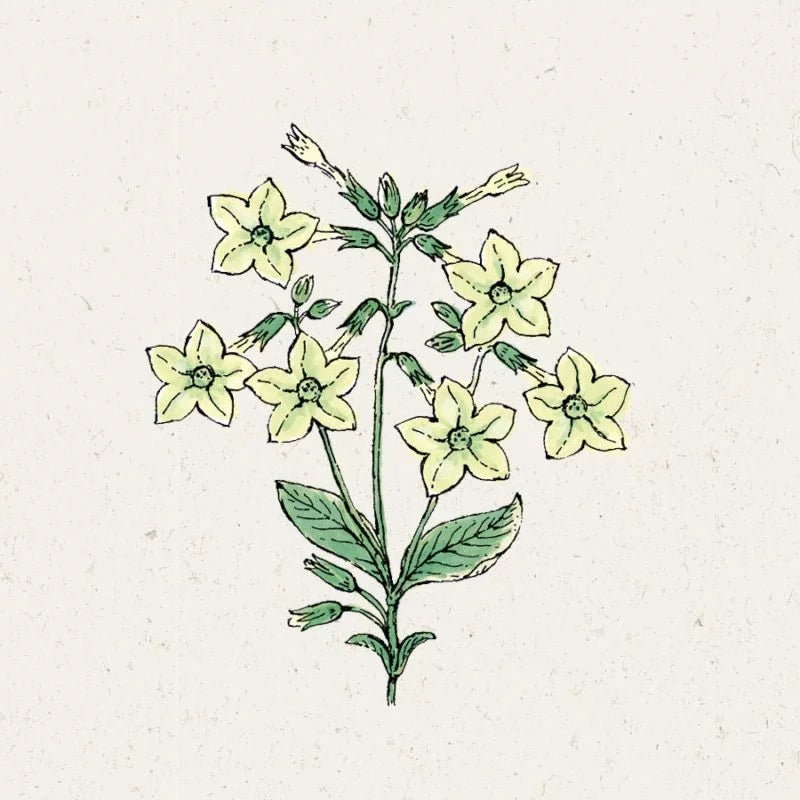 Eine botanische Illustration von Jora Dahl – Nicotiana alata „Lime Green“ (Ziertabak) zeigt hellgelbe, sternförmige Blüten und grüne Blätter auf strukturiertem Papier – ideal zur Zierde oder als Schnittblume.