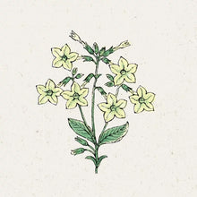 Lade das Bild in den Galerie-Viewer, Jora Dahl - Nicotiana alata ‘Lime Green’ (Ziertabak)
