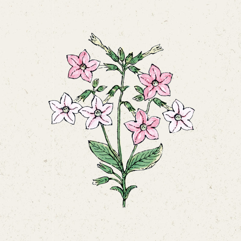Eine handgezeichnete Illustration von Jora Dahl | Nicotiana mutabilis 'Marshmallow' (Blütentabak), die grüne Blätter und rosa-weiße Blüten auf einem hellbeigen Hintergrund zeigt - ideal als Schnittblume für Ihr Haus oder Ihren Garten.
