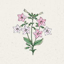 Lade das Bild in den Galerie-Viewer, Jora Dahl - Nicotiana mutabilis ‘Marshmallow’ (Blütentabak)
