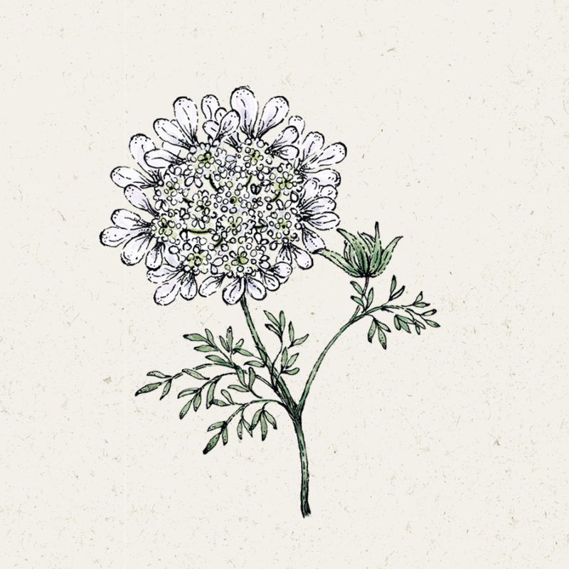Eine handgezeichnete Illustration von Jora Dahl | Orlaya grandiflora 'White Lace' (Strahldolde) zeigt ihre kleinen weißen Blütenblätter und zarten grünen Blätter vor einem hellen, strukturierten Hintergrund. Marke: Jora Dahl.