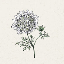 Lade das Bild in den Galerie-Viewer, Jora Dahl - Orlaya grandiflora ‘White Lace’ (Strahldolde)
