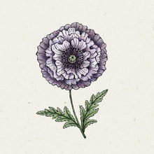 Lade das Bild in den Galerie-Viewer, Jora Dahl - Papaver rhoeas ‘Amazing Grey’ (Klatschmohn)
