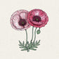 Handgezeichnete Illustration von zwei Papaver rhoeas 'Pandora' (Klatschmohn) Mohnblumen von Jora Dahl, mit zartrosa Blütenblättern, einer grünen Knospe und detaillierten Blättern und Stängeln auf einem leicht strukturierten Hintergrund.
