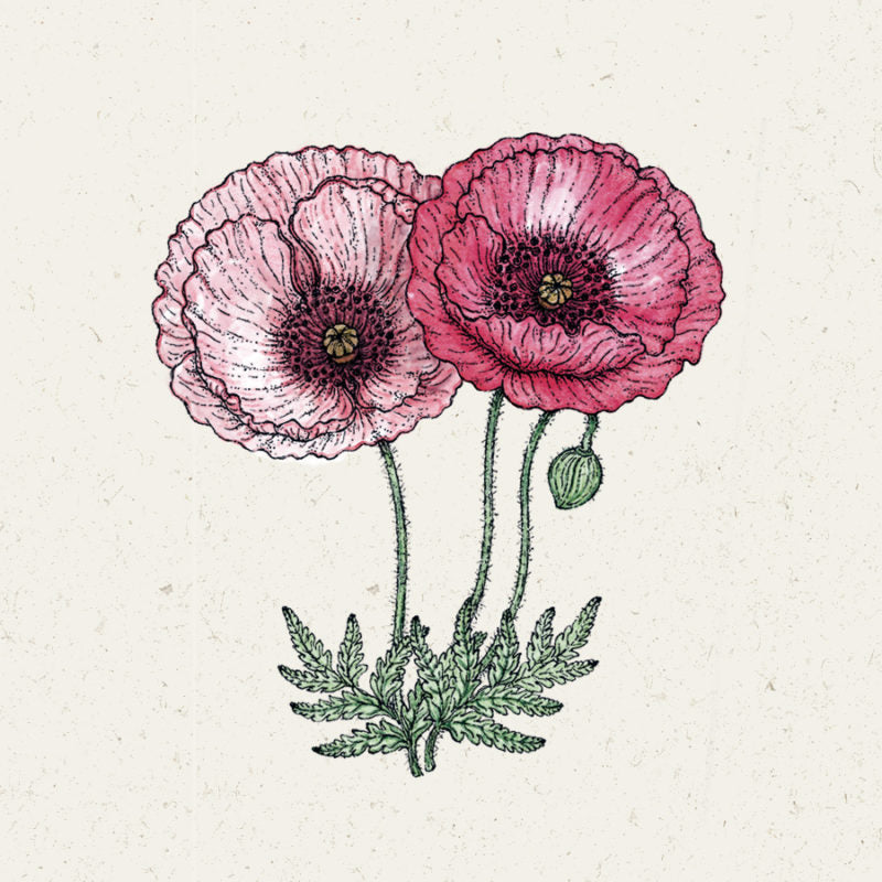 Handgezeichnete Illustration von zwei Papaver rhoeas 'Pandora' (Klatschmohn) Mohnblumen von Jora Dahl, mit zartrosa Blütenblättern, einer grünen Knospe und detaillierten Blättern und Stängeln auf einem leicht strukturierten Hintergrund.