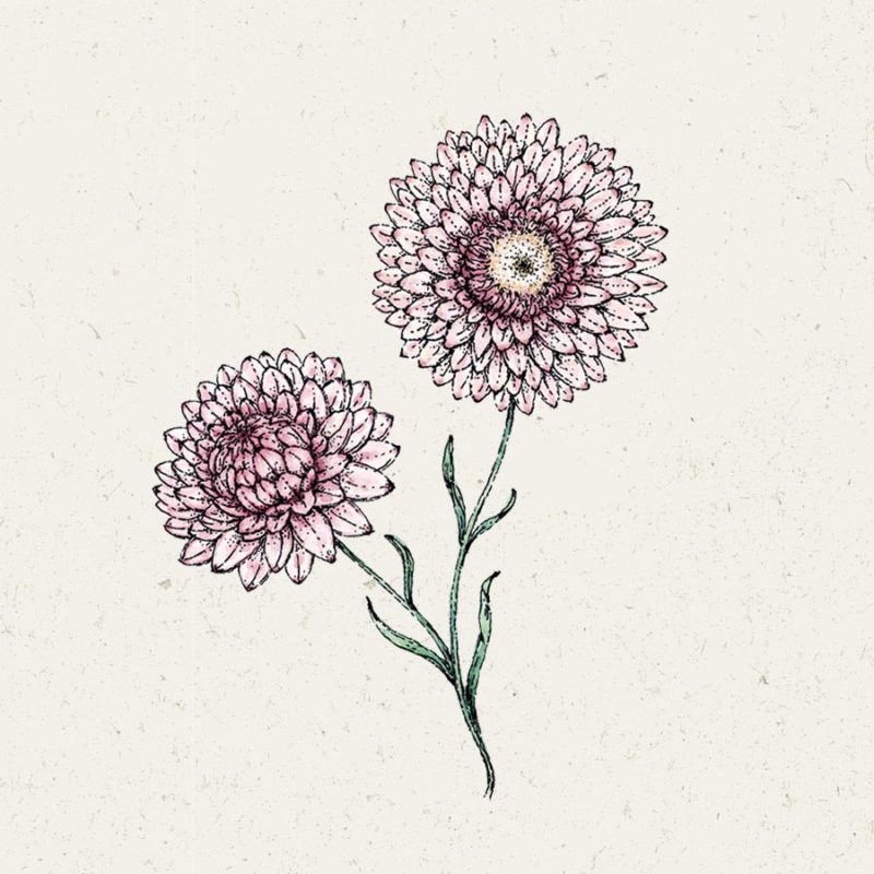 Eine zarte, handgezeichnete Illustration von zwei Jora Dahl Helichrysum bracteatum „Silvery Rose“ (Strohblume)-Blüten mit grünen Stielen vor einem hellen, strukturierten Hintergrund.