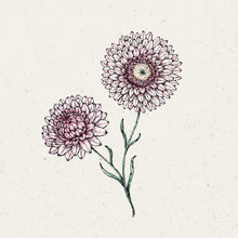 Lade das Bild in den Galerie-Viewer, Jora Dahl - Helichrysum bracteatum ‘Silvery Rose’ (Strohblume)
