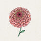 Jora Dahl – Zinnia elegans „Benary‘s Giant Salmon Rose“ (Zinnie): Eine Illustration einer einzelnen lachsrosa Zinnie mit geschichteten Blütenblättern und zwei grünen Blättern auf einem hellen, strukturierten Hintergrund – ideal als bezaubernde Schnittblume.